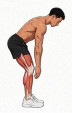 Illustration of the Standing Hamstring Fold